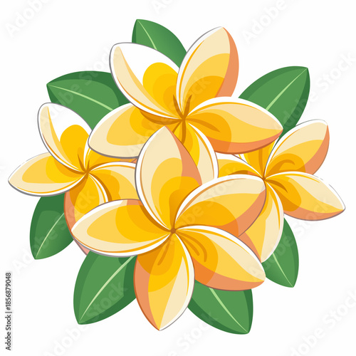 frangipani flower isolated on white