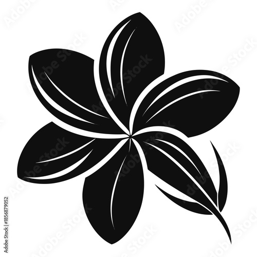  frangipani on white background 