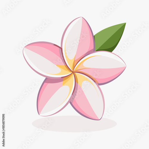 White and yellow frangipani flowers isolated on a white background