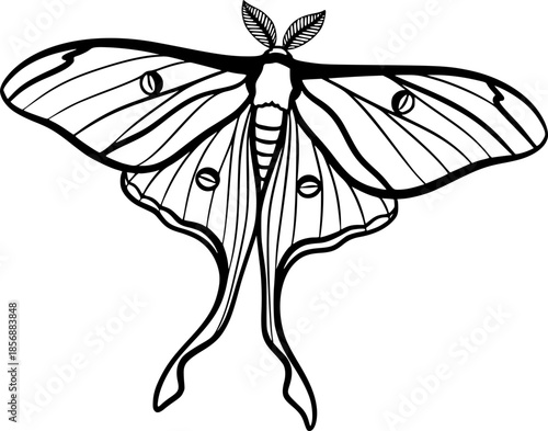 luna moth line art silhouette vector illustration
