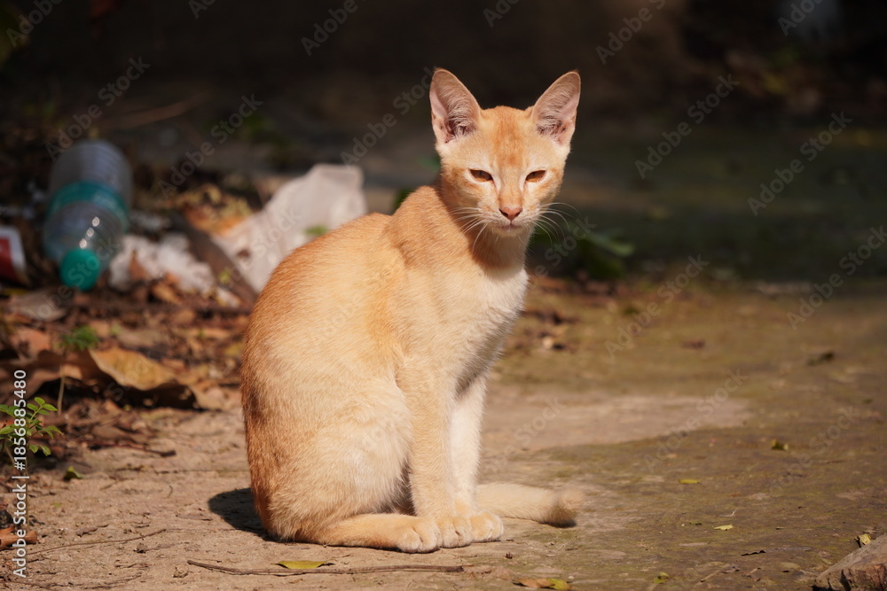 Obraz premium Orange Tabby Cat Lounging in Outdoor Sunlight