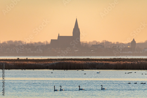Schwäne, Gänse und Enten auf dem Bodden vor Panorama Stadt Barth im Licht der untergehenden Sonne.