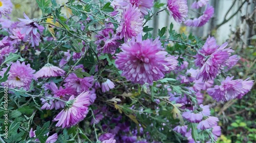 Wet light purple chrysanthemum flowers on bush top in autumn