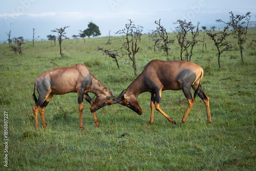 Two male Topi (Damaliscus lunatus jimela) locking horns to test their supremacy in kenyan wildlife conservancy.