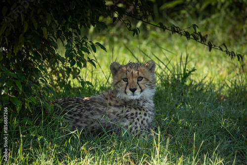 Solitary Cheetah (Acinonyx jubatus) cub sitting under a bush in masai mara conservancy, kenya.
