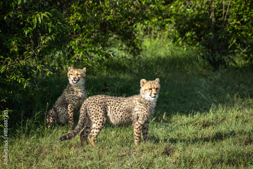 Two cheetah (Acinonyx jubatus) cubs looking out for their mother in masai mara conservancy, kenya.