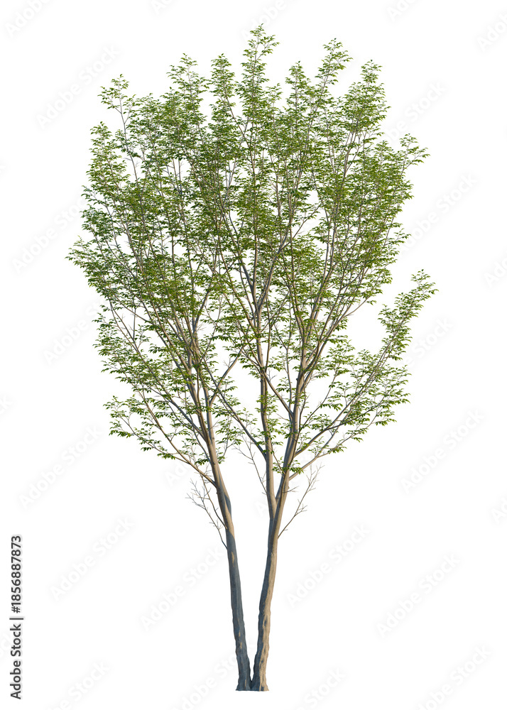 Obraz premium Aphananthe aspera tree, front view, cutout, isolate, Isolated tree with lush green leaves on transparent background for versatile design use