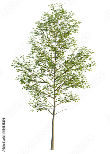 Fotografie Gymnocladus dioica tree, front view, cutout, isolate, A solitary tree with lush green leaves stands alone on a transparent background, evoking a sense of serenity and connection to nature