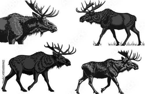 Black Moose Ultra-Realistic 3D Render in 8K with Transparent Background