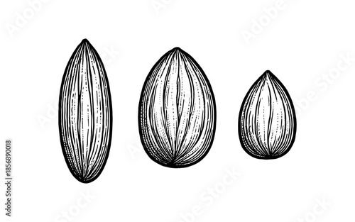 Detailed hand-drawn almond seeds isolated on white background