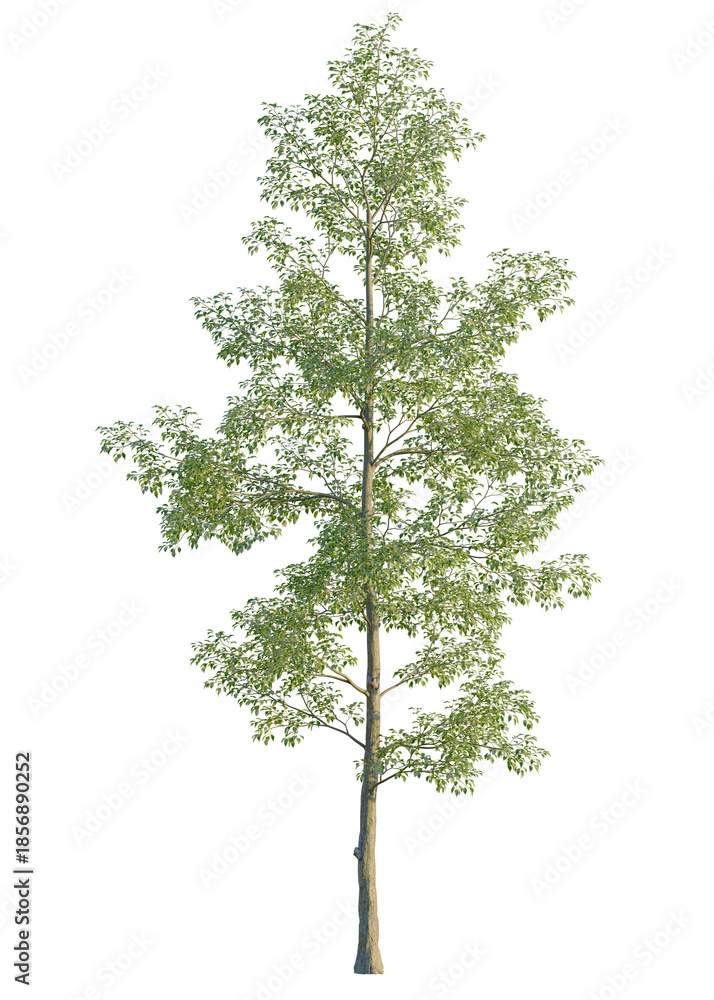 Obraz premium Ulmus carpinifolia tree, front view, cutout, isolate, A solitary tree with lush green leaves stands tall on a transparent background, evoking a sense of serenity and connection to nature.