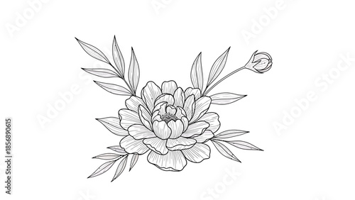 Elegant hand drawn peony flower illustration with delicate leaves and a blossoming bud