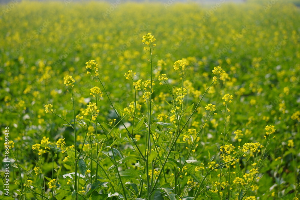 Obraz premium Vibrant Yellow Mustard Field inFull Bloom