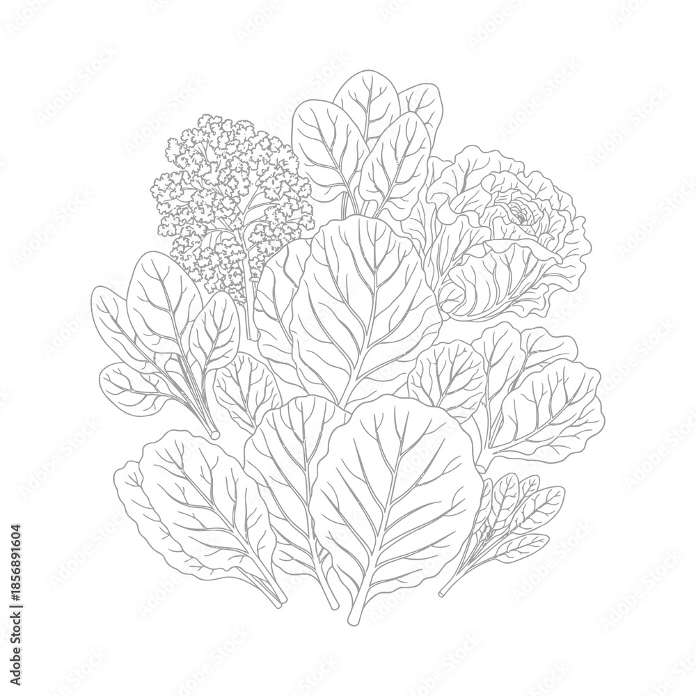 Fototapeta premium Organic fresh green leafy vegetables line art food illustration