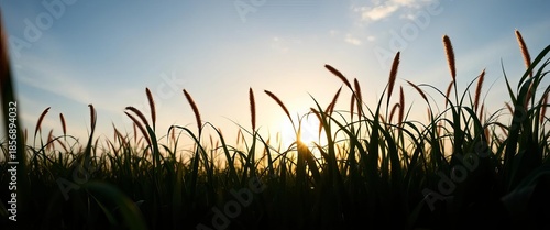 Silhouette of continuous, undulating grass against a bright sky,  green,  meadow