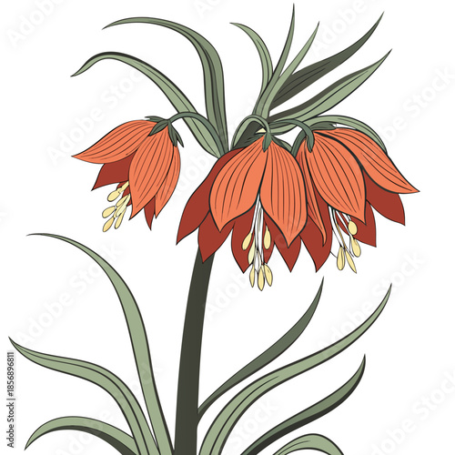 crown imperial fritillaria imperialis flower