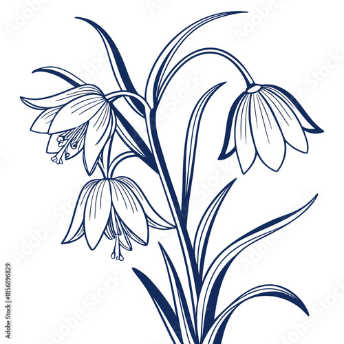 crown imperial fritillaria imperialis line art flower vector 