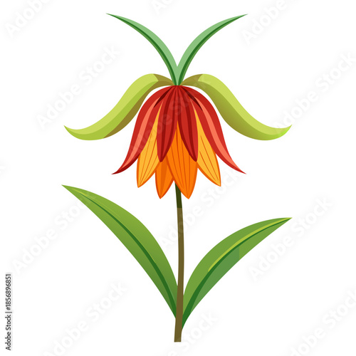 crown imperial fritillaria imperialis