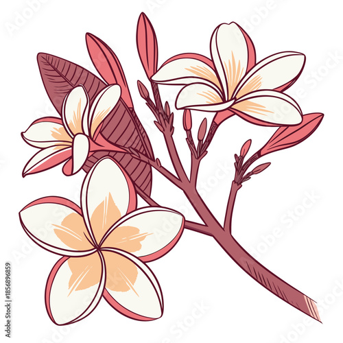 vector illustration of  frangipani with a branch