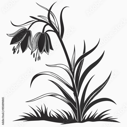 crown imperial fritillaria imperialis silhouette flower