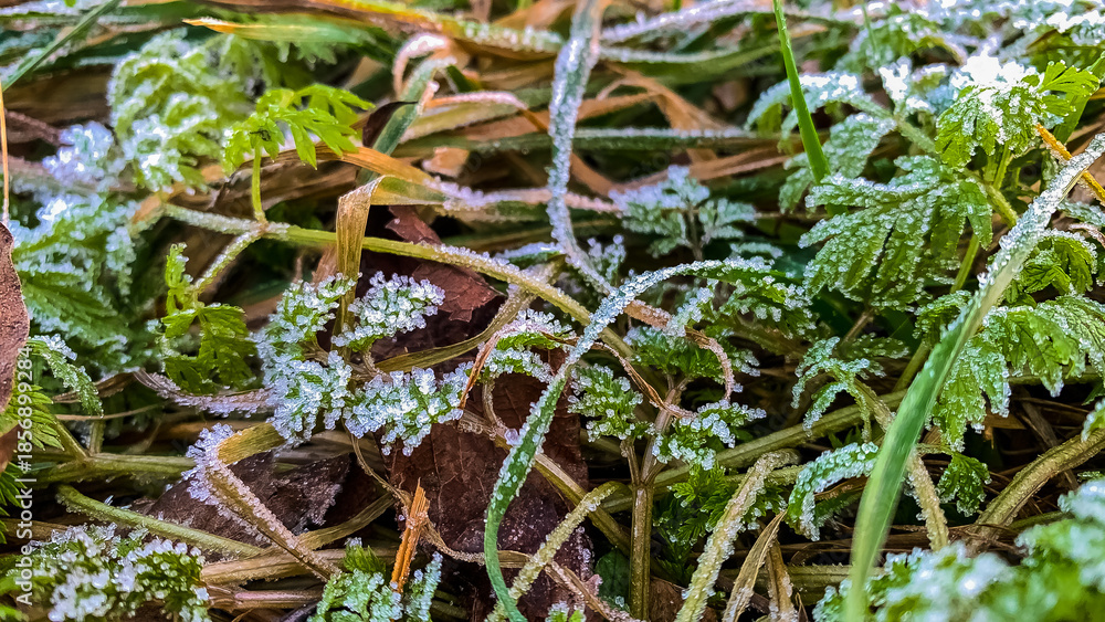 Fototapeta premium Delicate ice crystals covering fresh green grass blades in morning light.