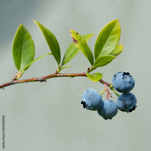 1Close up of a branch with green leaves and dark blue berries