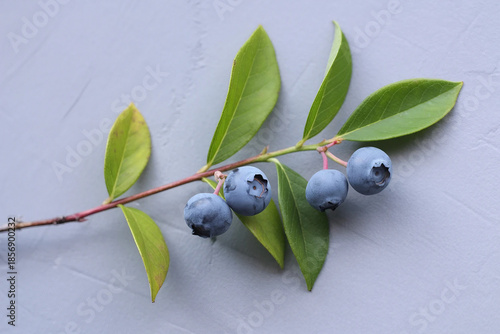 1Close up of a branch with green leaves and dark blue berries