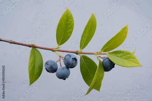 1Close up of a branch with green leaves and dark blue berries