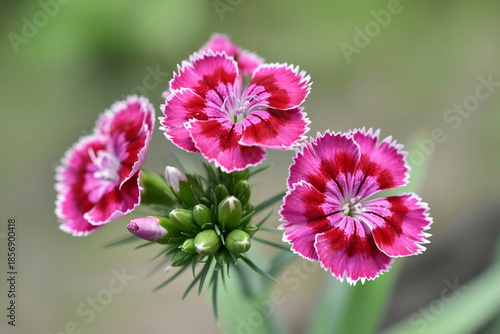 Vibrant pink sweet william flowers blooming in a garden close up