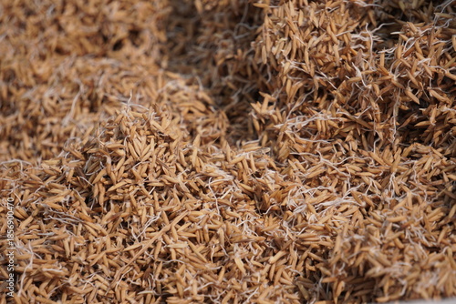 Konstfotografi Close Up Pile of Freshly Sprouted Rice Grains Showing Germination