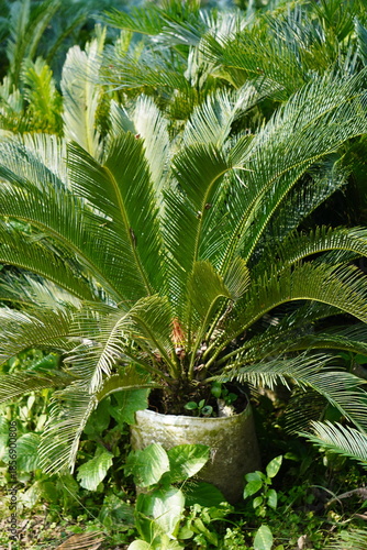 Tableau sur toile Tropical Sago Palm in Concrete Pot with Glossy Leaves