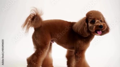 Cinematic Ultra-Realistic Toy Poodle Puppy in Motion on Pure White Background - Running, Sitting, and Expressive Close-Up Portrait