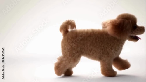 Cinematic Ultra-Realistic Toy Poodle Puppy in Motion on Pure White Background - Running, Sitting, and Expressive Close-Up Portrait