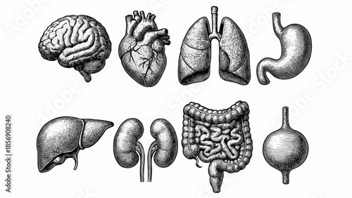 Detailed Engraved Illustrations of Human Internal Organs - A Comprehensive Set for Medical and Educational Content