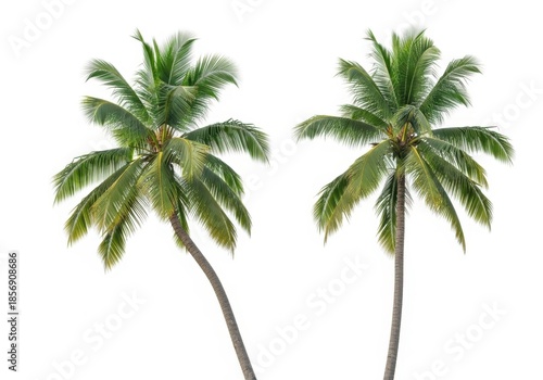 Two green coconut palm trees isolated on white background