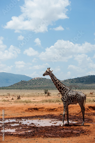 giraffe in the savannah
