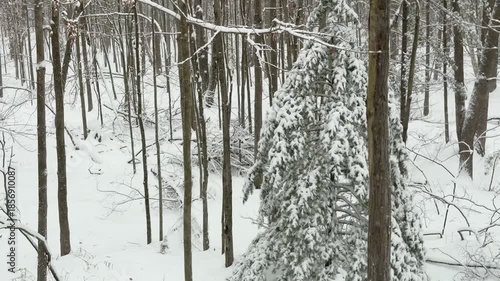 Wallpaper Mural Snowing in the winter forest Torontodigital.ca