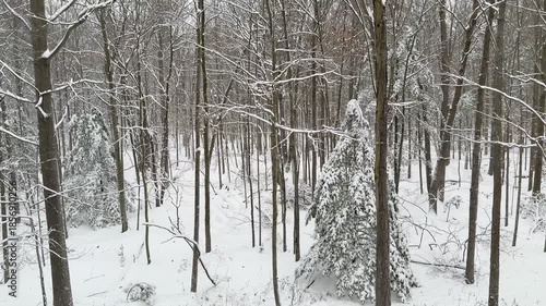 Wallpaper Mural Winter forest view Torontodigital.ca