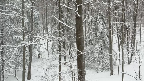 Wallpaper Mural Winter forest scene Torontodigital.ca