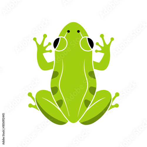 Stylized green frog illustration in a top down view.