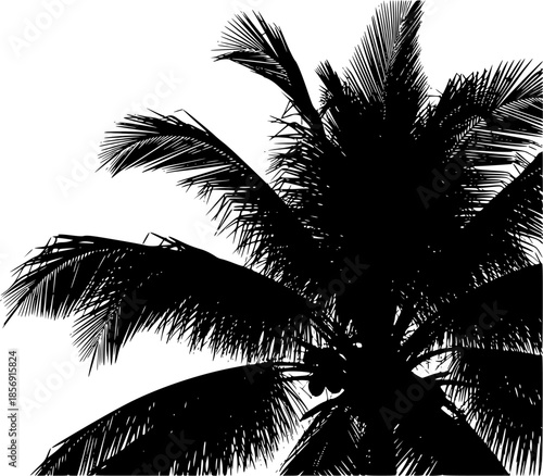 tropical coconut, palm tree silhouette