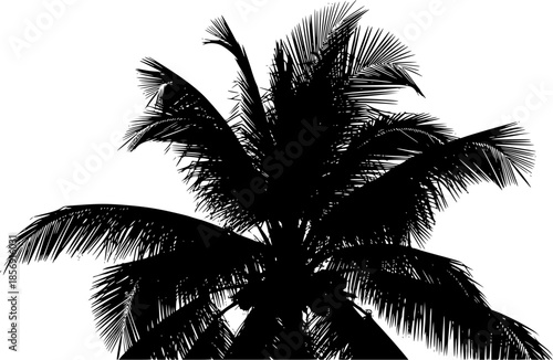 tropical coconut, palm tree silhouette