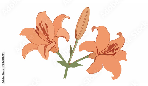 Botanical watercolor lily trio vector illustration with orange flowers and unopened buds on white background