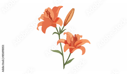Watercolor orange lily flowers vector botanical illustration with blooming petals and buds isolated on white