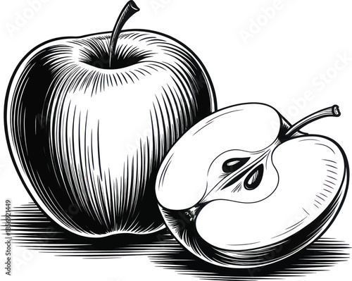 Hand drawn vintage apple illustration with whole and sliced fruit in detailed black and white engraving style isolated on white background.