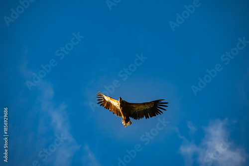 Griffon Vultures Soaring Above the Gaitanero Gorges and Caminito del Rey Hiking Trail, Málaga, Andalusia, Spain