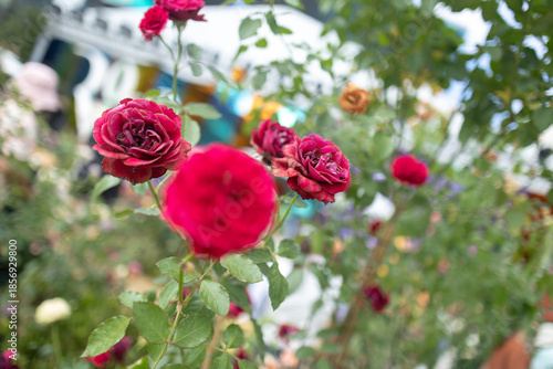  A vibrant beautiful flower blossoms bed garden filled with red roses in full bloom with soft pastel colors surrounded by lush green leaves . 