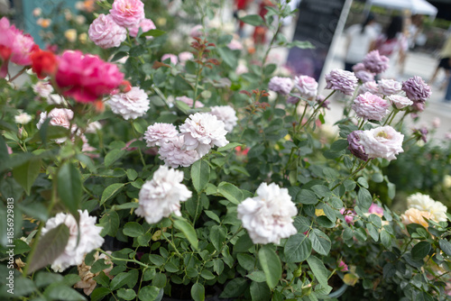A beautiful rose garden filled with pink and white blossoms. Blooming roses in soft pastel colors surrounded by lush green leaves. A vibrant flower bed with roses in full bloom.