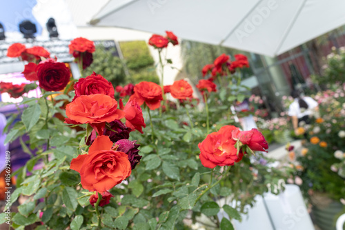  A vibrant beautiful flower blossoms bed garden filled with red roses in full bloom with soft pastel colors surrounded by lush green leaves . 
