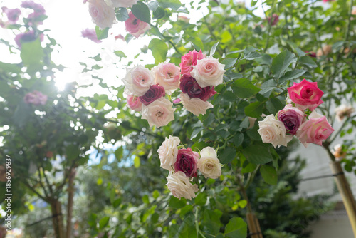 A beautiful rose garden filled with pink and white blossoms. Blooming roses in soft pastel colors surrounded by lush green leaves. A vibrant flower bed with roses in full bloom.
